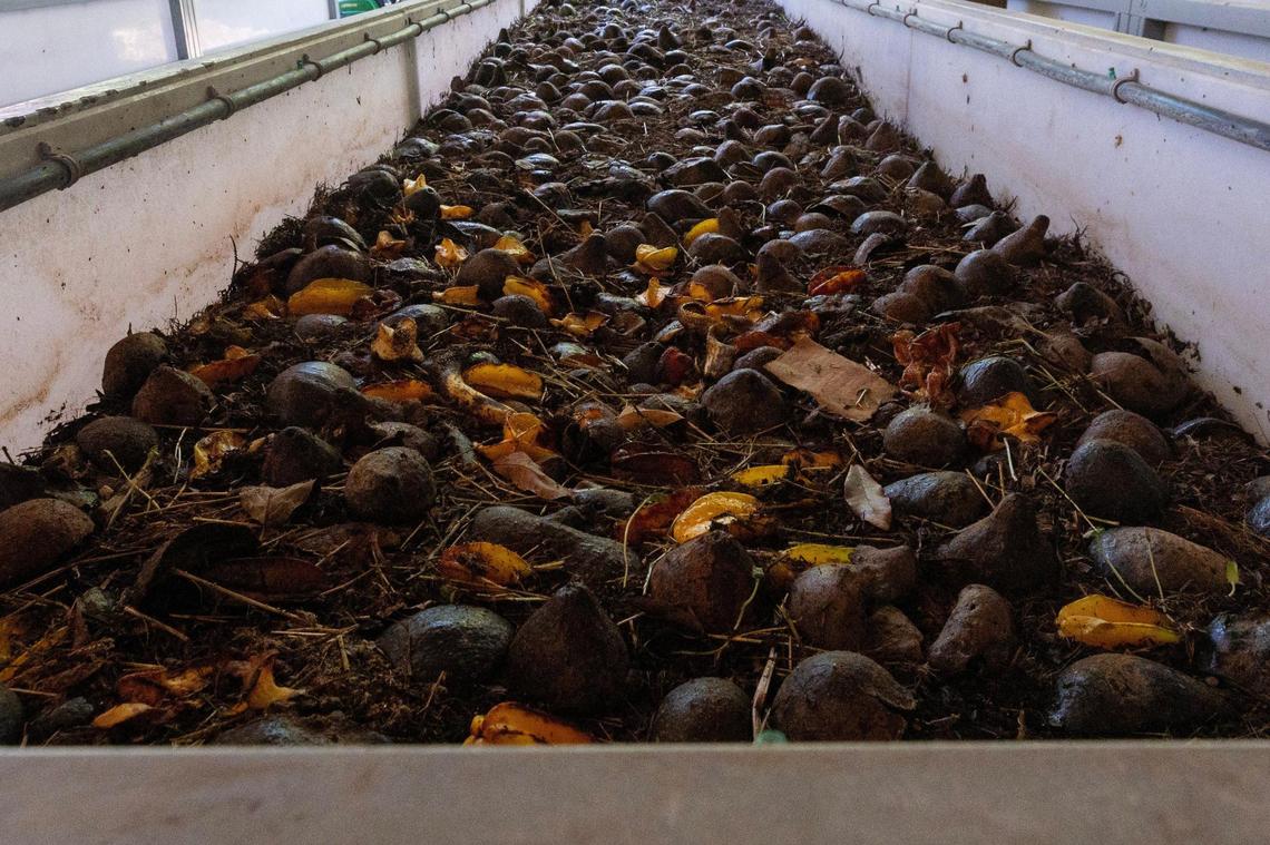A close look at a worm compost garden bed at Lion Fruit Farms. The earthworms like the avocado that’s placed on top. Their castings, or poop, are used across the farm and are also brewed into a liquid fertilizer the plants and trees are watered with called “worm tea.”