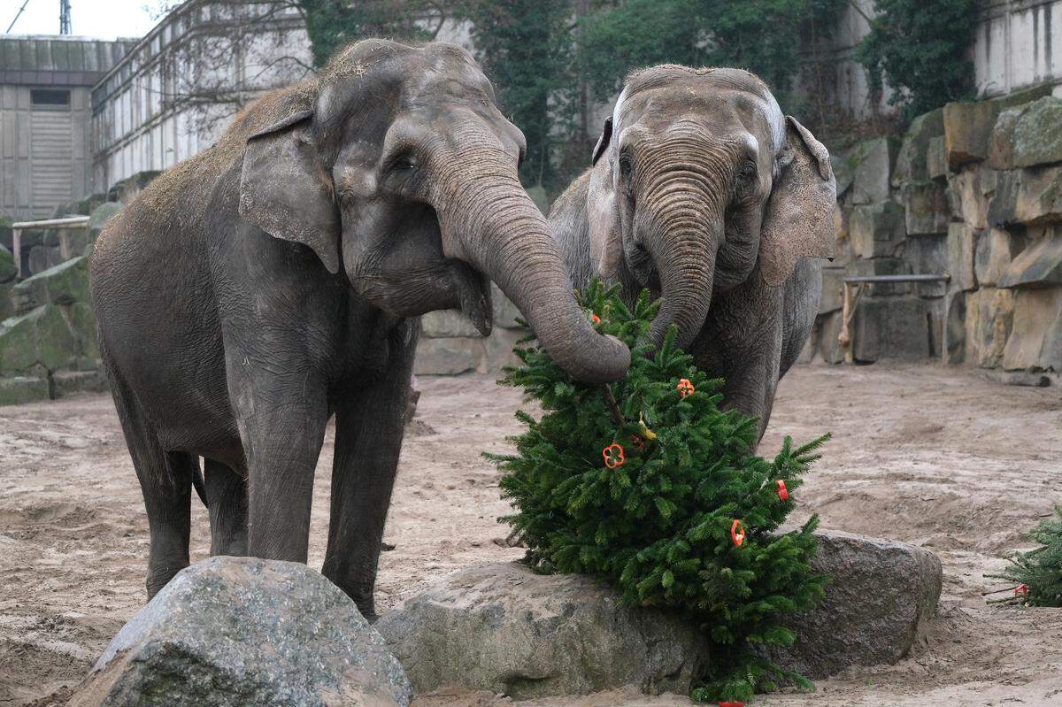 Asian elephants Louise and Frosja pick pieces of red paprika hanging from a Christmas tree at Tierpark Berlin zoo on Jan. 4, 2019, in Berlin, Germany. Zookeepers provided post-Christmas snacks to the zoo’s elephants, macaques and tigers.