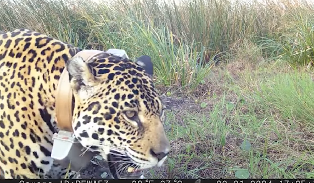 Jaguar populations are in decline, but reintroduction projects are working to bring them back.