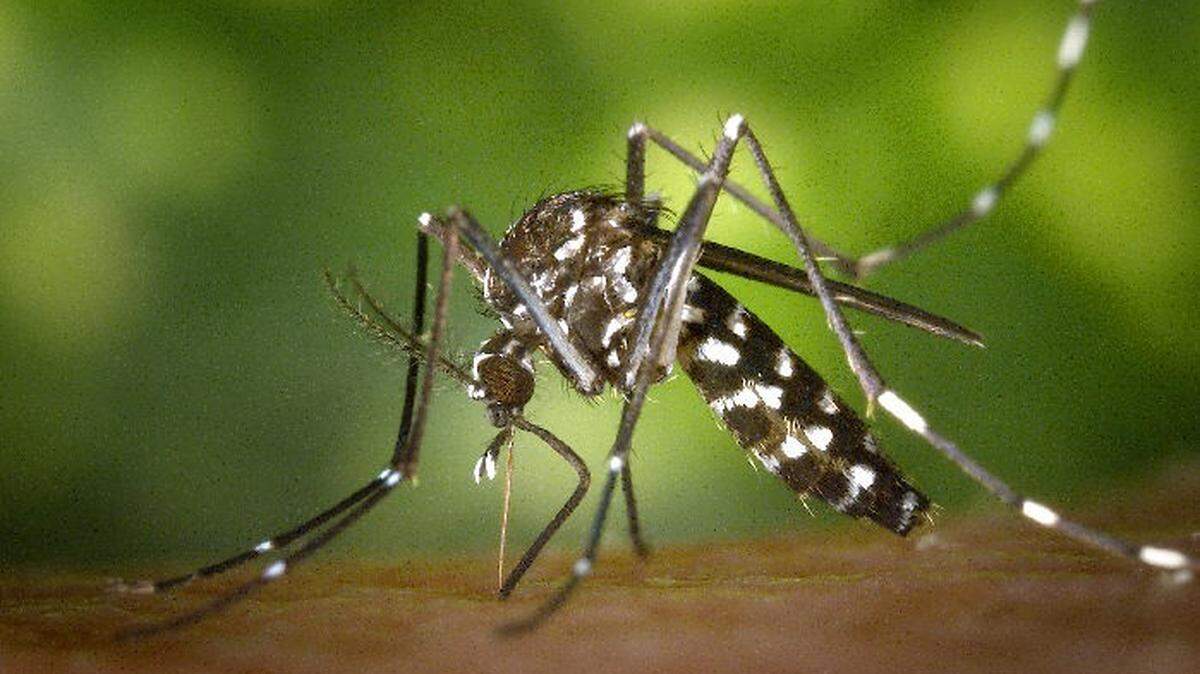 Aedes albopictus mosquito.