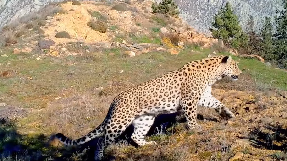 A rare and elusive Anatolian leopard, a species previously thought to be extinct for 45 years, was recently caught on camera, Turkish officials said.