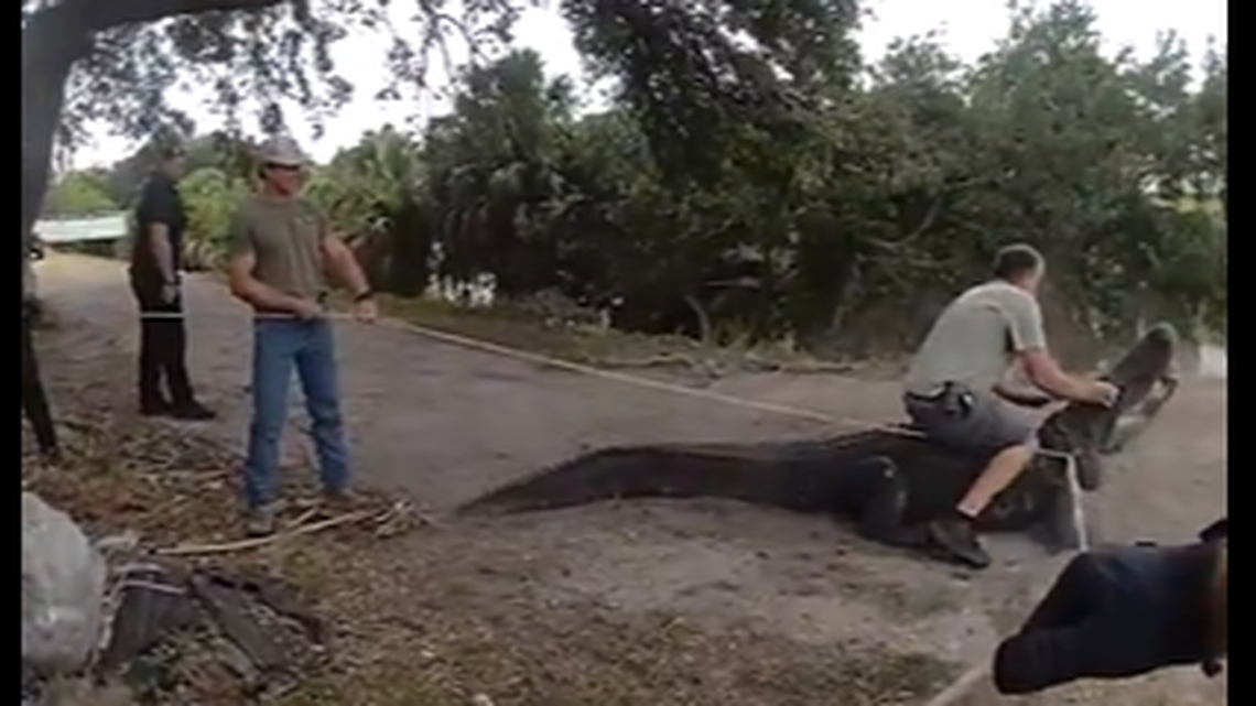 A licensed trapper rode the alligator like a horse as he tried to tape its jaws shut, sheriff’s office video shows.