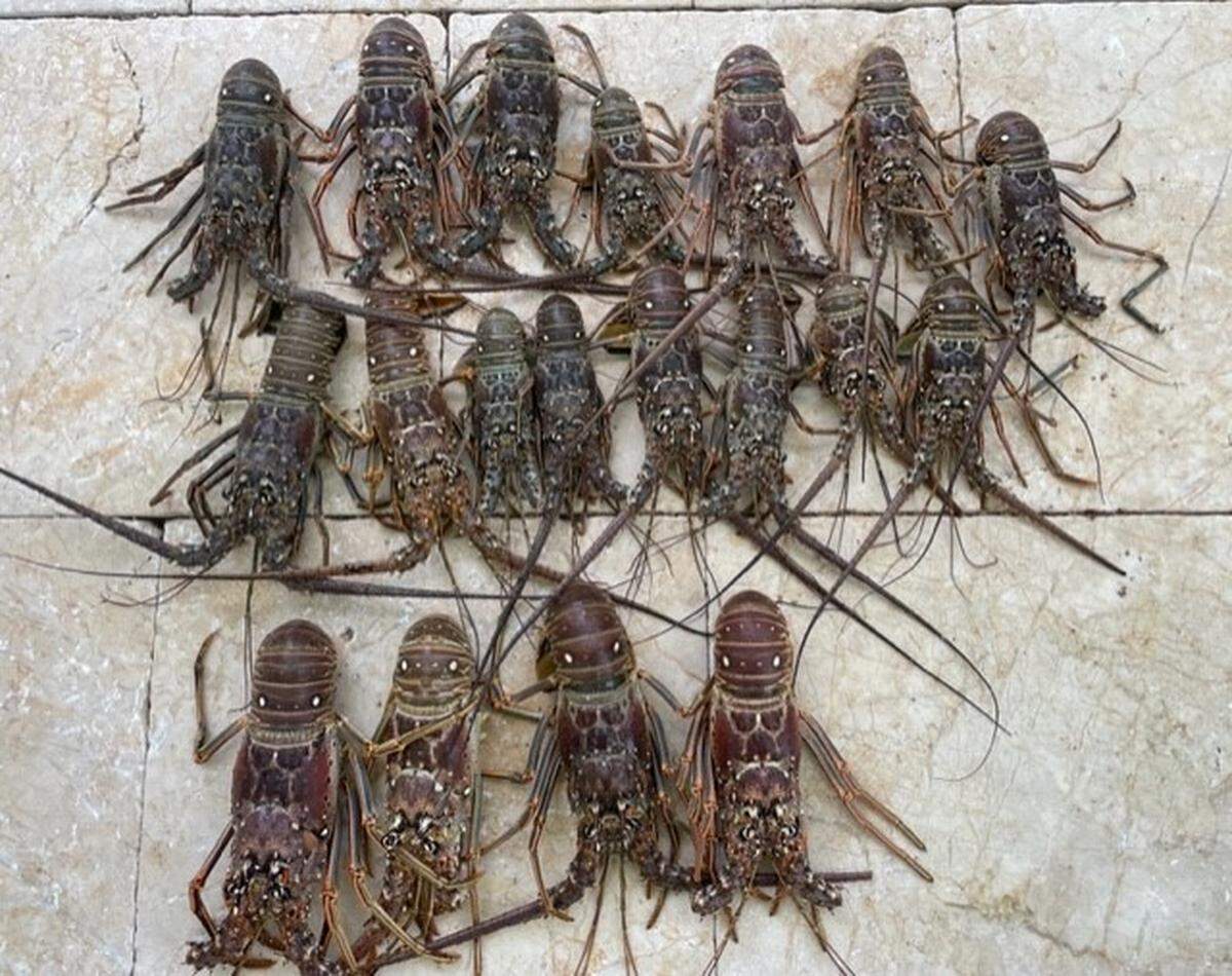 Nineteen spiny lobsters are displayed on a patio floor in the Venetian Shores neighborhood of Islamorada Sunday, July 16, 2023.