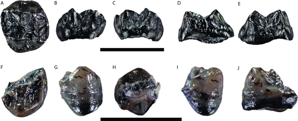 Two teeth discovered in the clay pit suggest the new species ate soft food like leaves, researchers said.