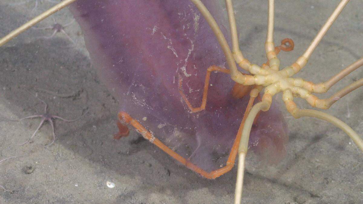 deep sea new species argentina