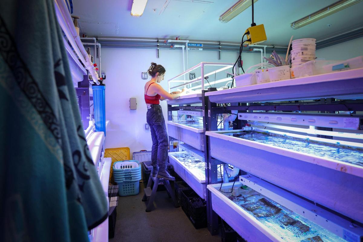 Catherine Lachnit, a Univeristy of Miami marine biology masters student, tends to her flock of sea urchins in a wet lab at the UM Rosenstiel School of Marine, Atmospheric, and Earth Science complex at Virginia Key.