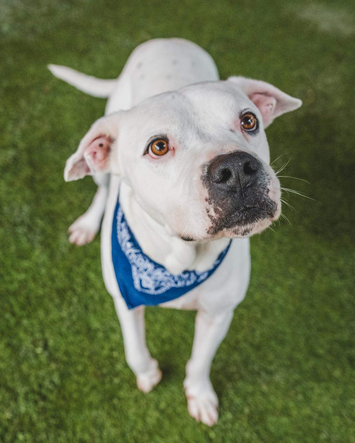 Indoe #A1966890 was found as a stray back in April and have been hoping for his forever family ever since then. He is a 6-year-old boy with and gentle and loving personality. He has participated in playgroups but is a little shy with the other dogs at first. He likes playing fetch and jumping to catch the balls. Come meet Indoe and play a game of fetch.