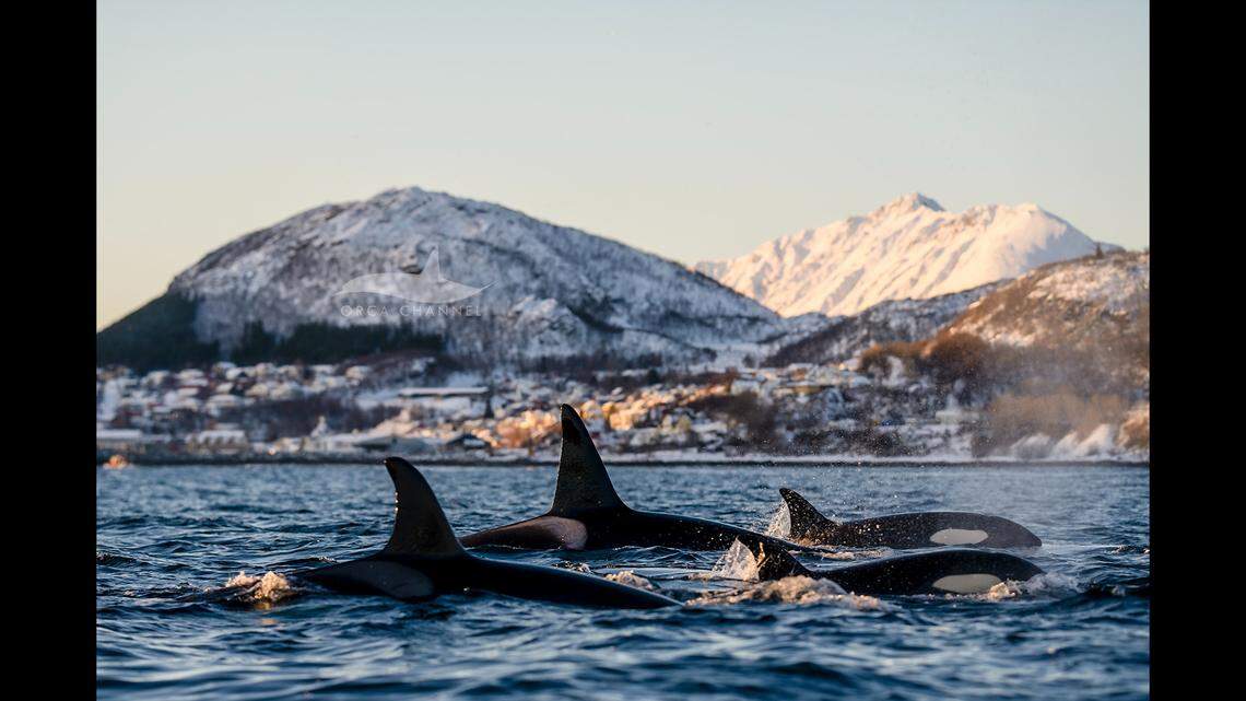 Some orcas were swimming near the entrance to the harbor, witnesses said.