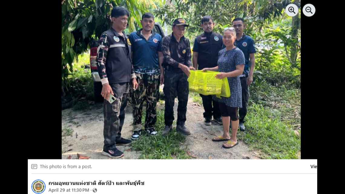 Locals called a wildlife hotline in Thailand after three wild kittens were discovered.