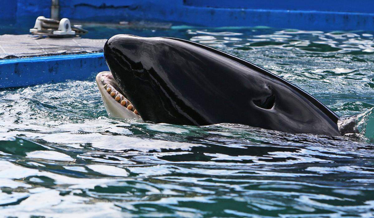Lolita, Miami Seaquarium’s orca, was agitated after her food ration was cut, a USDA report said.
