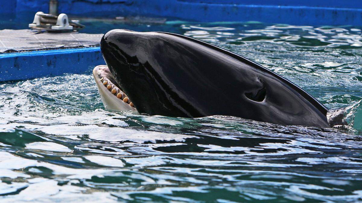 The Pacific Northwest orca Tokitae was known as Lolita at Miami’s Seaquarium. Efforts to bring her home failed before her death last Friday.