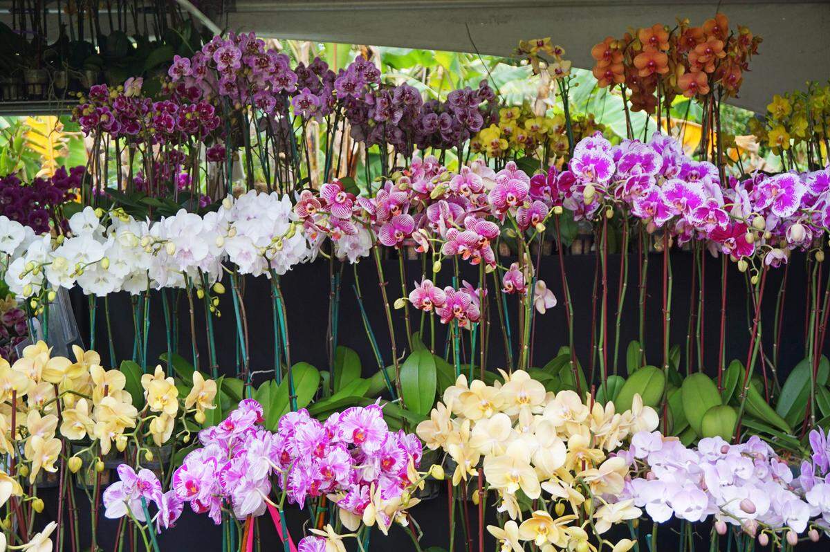 Which variety of orchid will you bring home?
