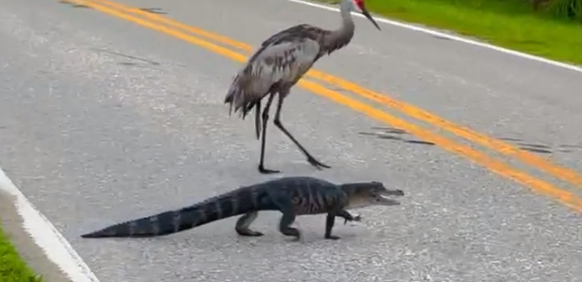 The alligator made its way across the road, joined by a feathery escort, the video showed.