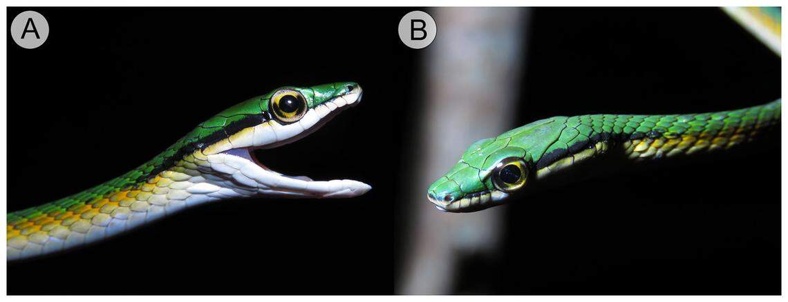 The mustache parrot snake has a bright green back and black stripe that creates the appearance of a mustache on its face, researchers said.