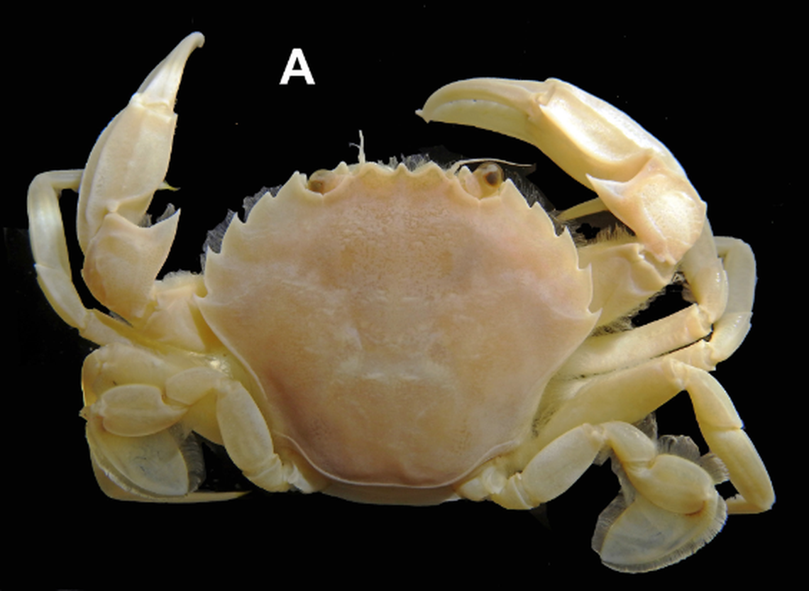 The crab looked similar to other known species on the outside, but its genetics told a different story.