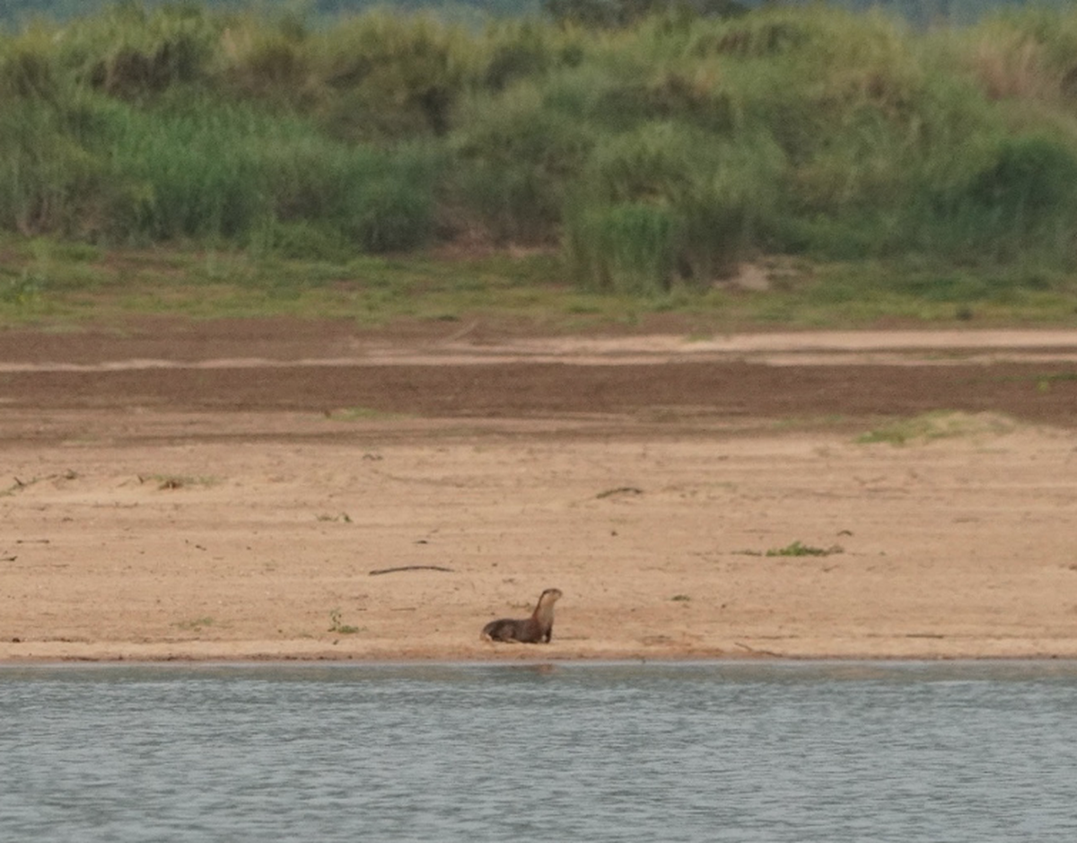 The otter was visible for just a minute.