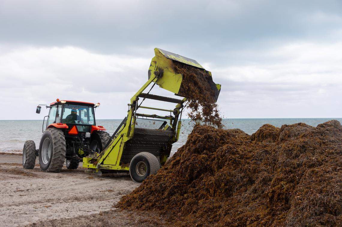Swaths of sargassum, or seaweed, washed up in Key Biscayne on Thursday, April 24 and was raked into piles to be taken to the landfill.