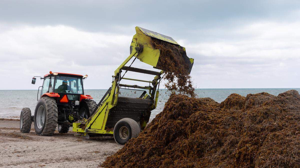 Swaths of sargassum, or seaweed, washed up on Key Biscayne in April and was raked into piles and taken to a landfill.