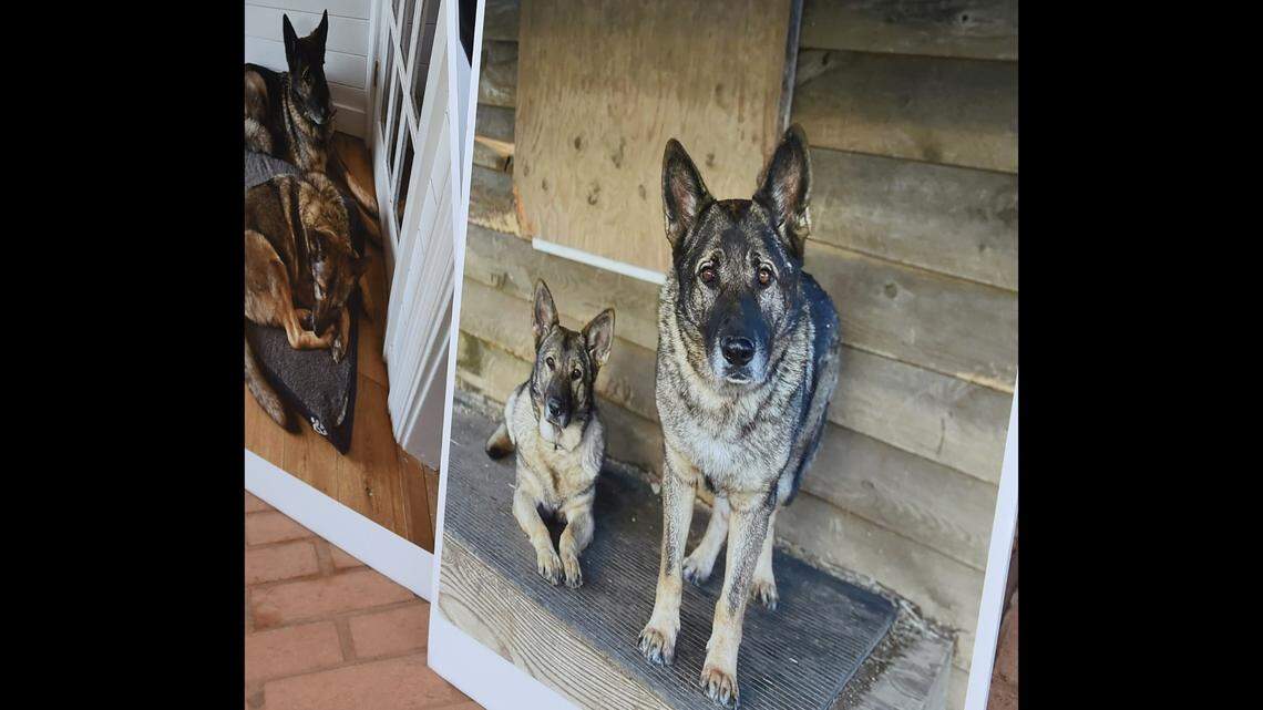 Photos of the Caviola family dogs Cimo, right, and Lieben, left, on a poster outside Danbury Superior Court on Wednesday, March 1.