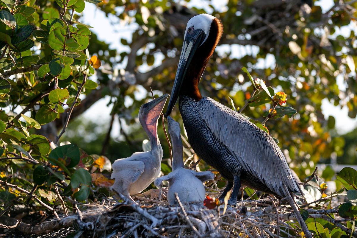 A pelican feeds its babies at the Pelican Harbor Seabird Station in Miami, Florida, on Wednesday, March 4, 2020. The Seabird Station, which helps injured or sick birds and small wildlife, is preparing to move to a new location that will allow it to care for more patients.