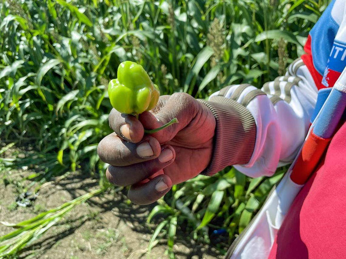 A group of young entrepreneurs from Port-au-Prince are working with farmers in northern Haiti to help them grow various varieties of peppers including habanero.