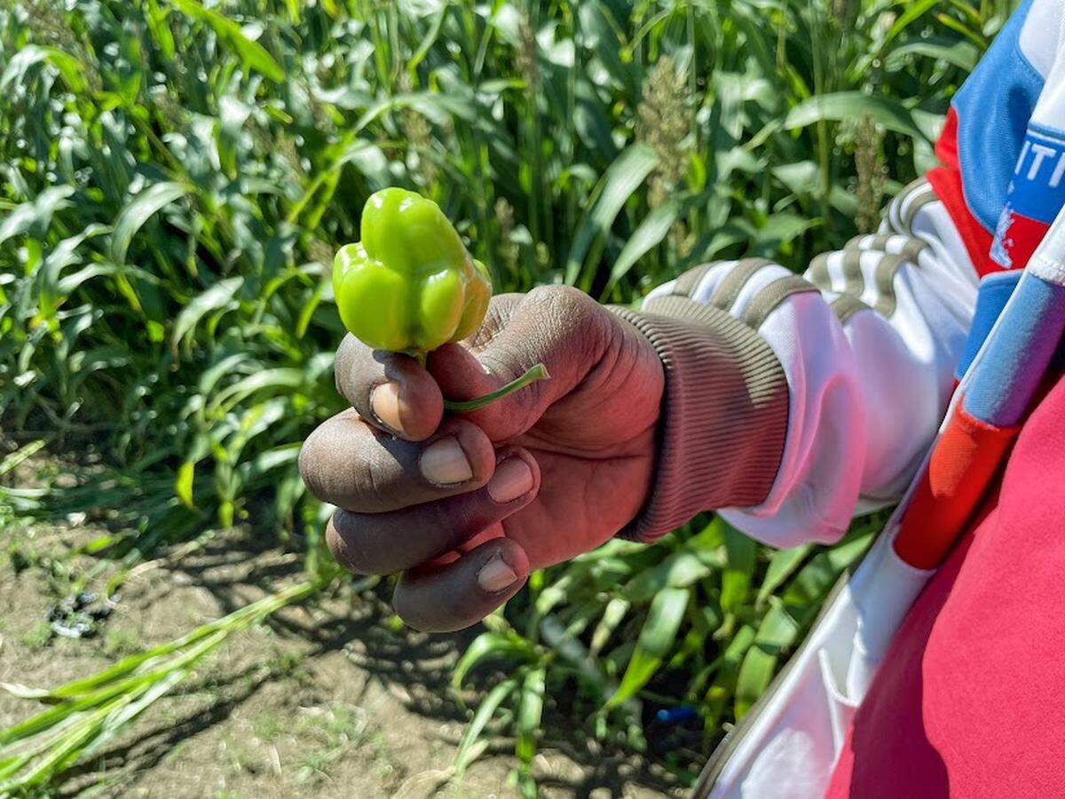 Un grupo de jóvenes emprendedores de Puerto Príncipe trabaja con agricultores del norte de Haití para ayudarles a cultivar diversas variedades de chiles, incluido el habanero (en la foto). En abril, el grupo exportó su primer cargamento de habanero a la Florida bajo su empresa AGRILOG.