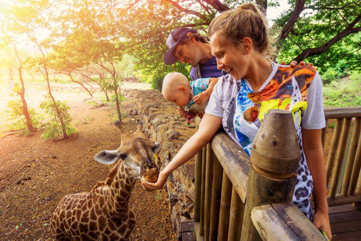 family feeding giraffe zoo