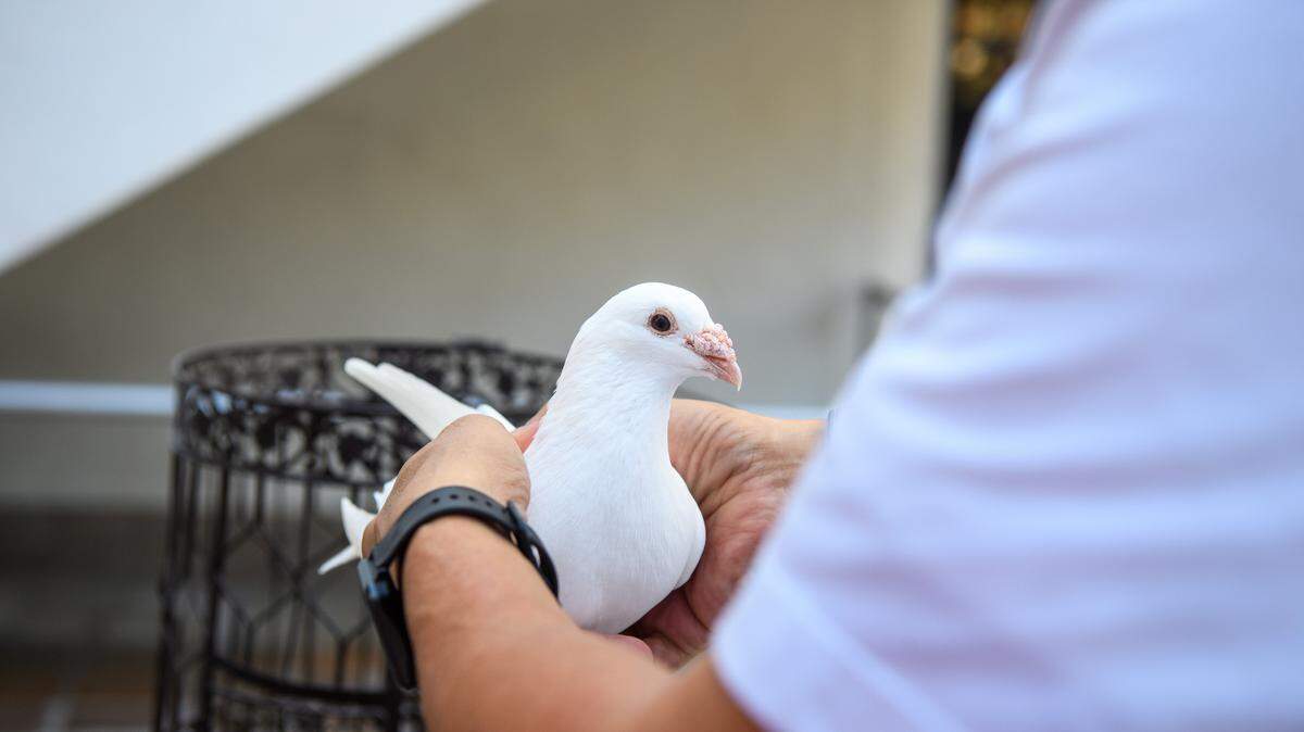 A handler prepares to release a dove as part of the Homeless Persons’ Memorial on Friday, Dec. 20, 2024, in Miami.