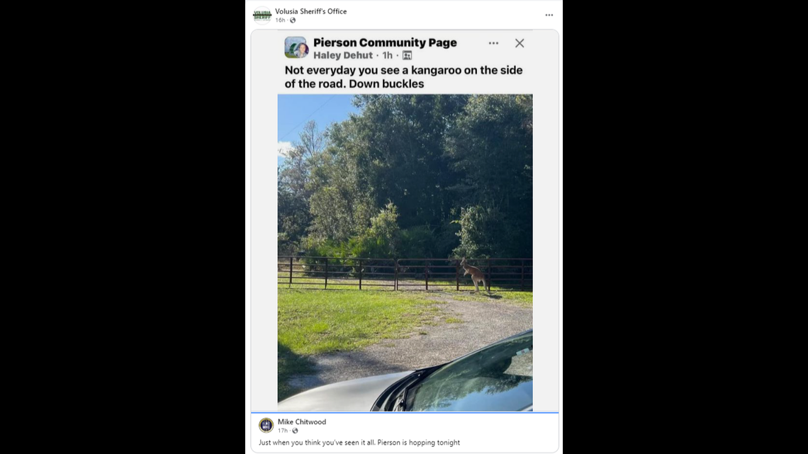 A kangaroo is running loose in Florida after a bear entered its enclosure, a sheriff said.