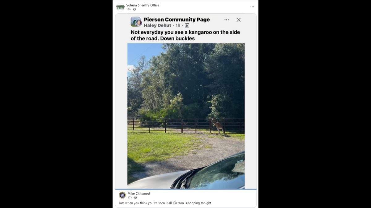 A kangaroo is running loose in Florida after a bear entered its enclosure, a sheriff said.