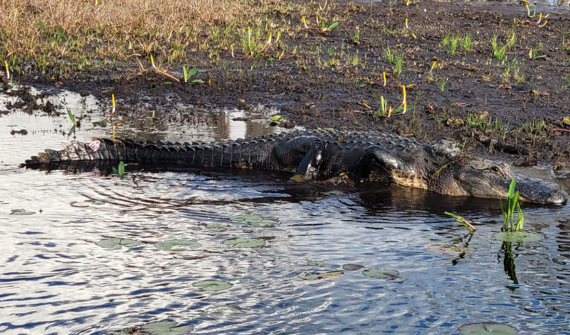 BEN the alligator carried a satellite tracking tag on his back for two years, which let researchers in Georgia know his every move in Okefenokee National Wildlife Refuge