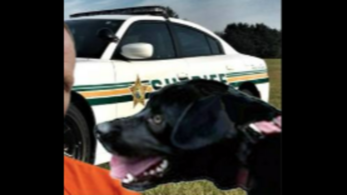 The dog had a microchip that revealed it had a home in Fort Meade, the sheriff’s office said.