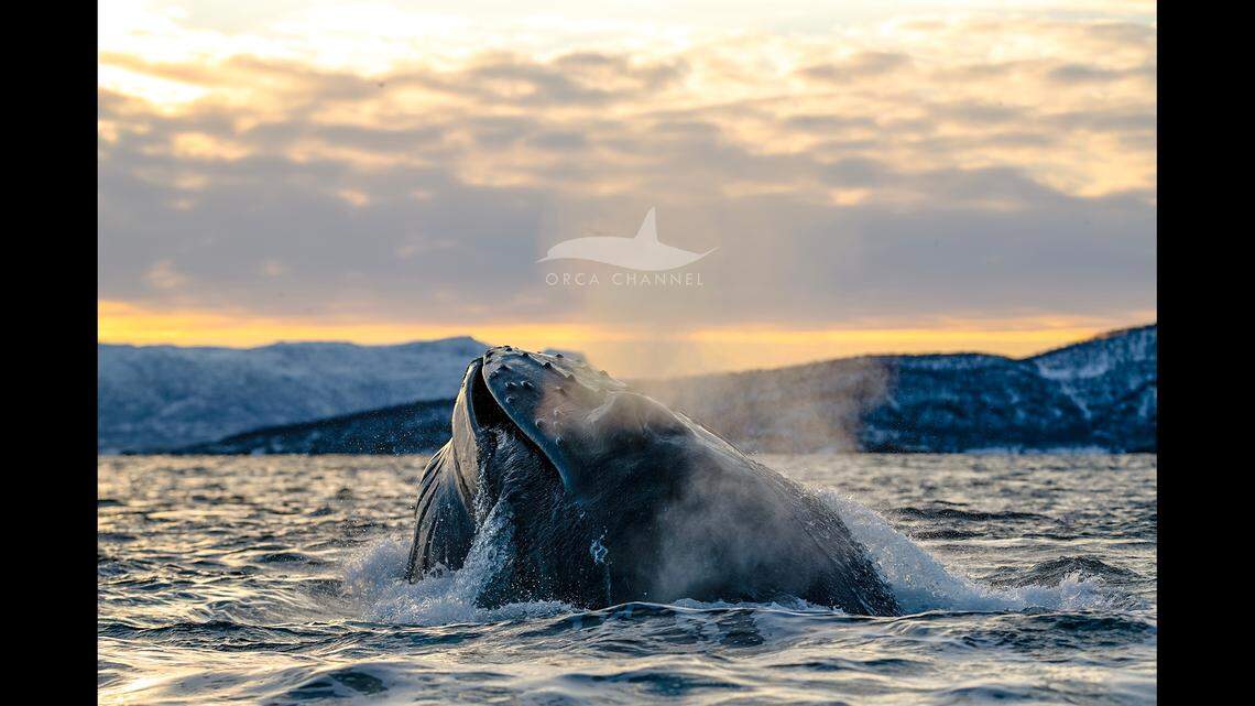 Boaters said they spotted several humpbacks.