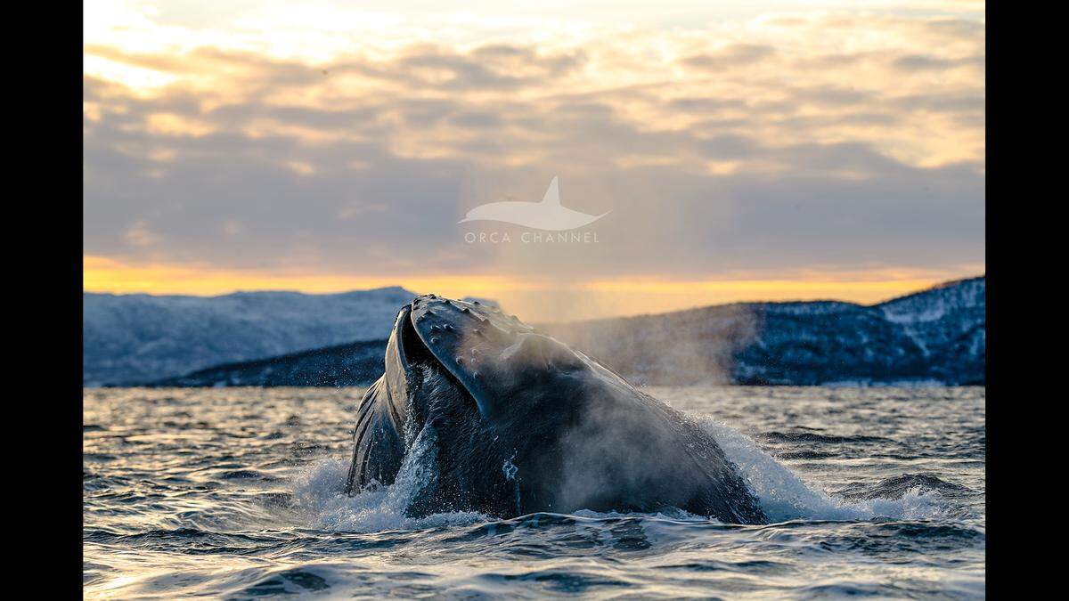 Boaters said they spotted several humpbacks.