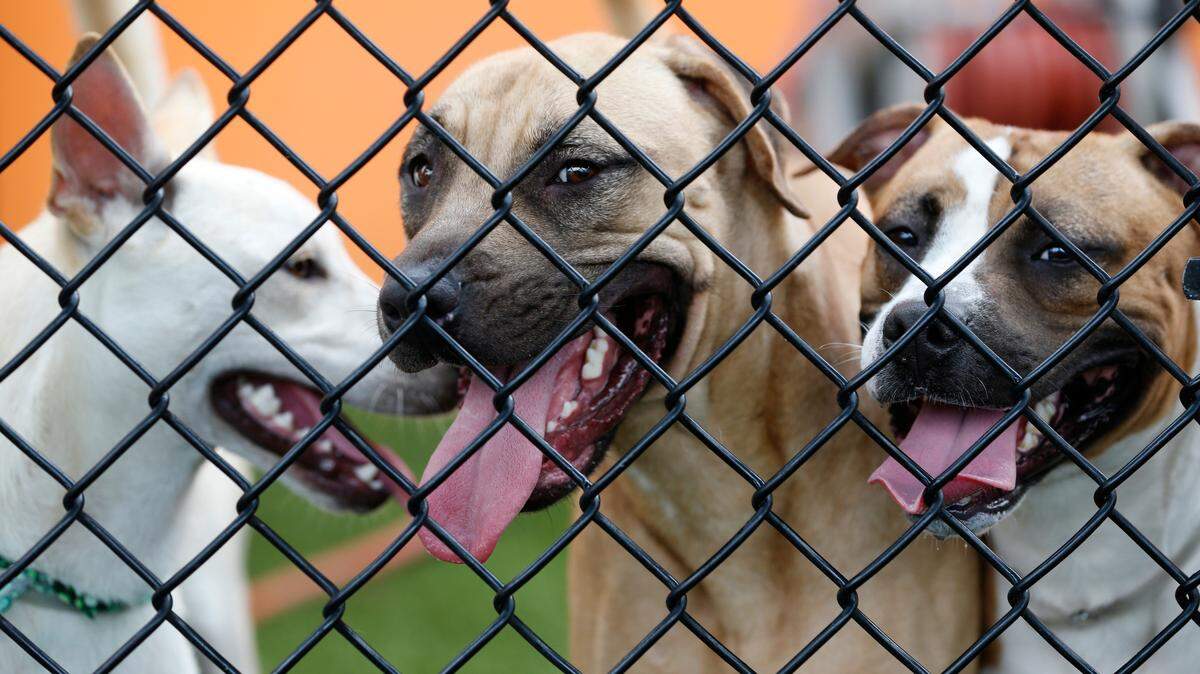 A study published in the journal Science found dogs native to the Americas originally came from Siberia but were wiped out when Europeans arrived. Canine transmissible venereal tumor, an infectious cancer, has been traced to the American dogs.