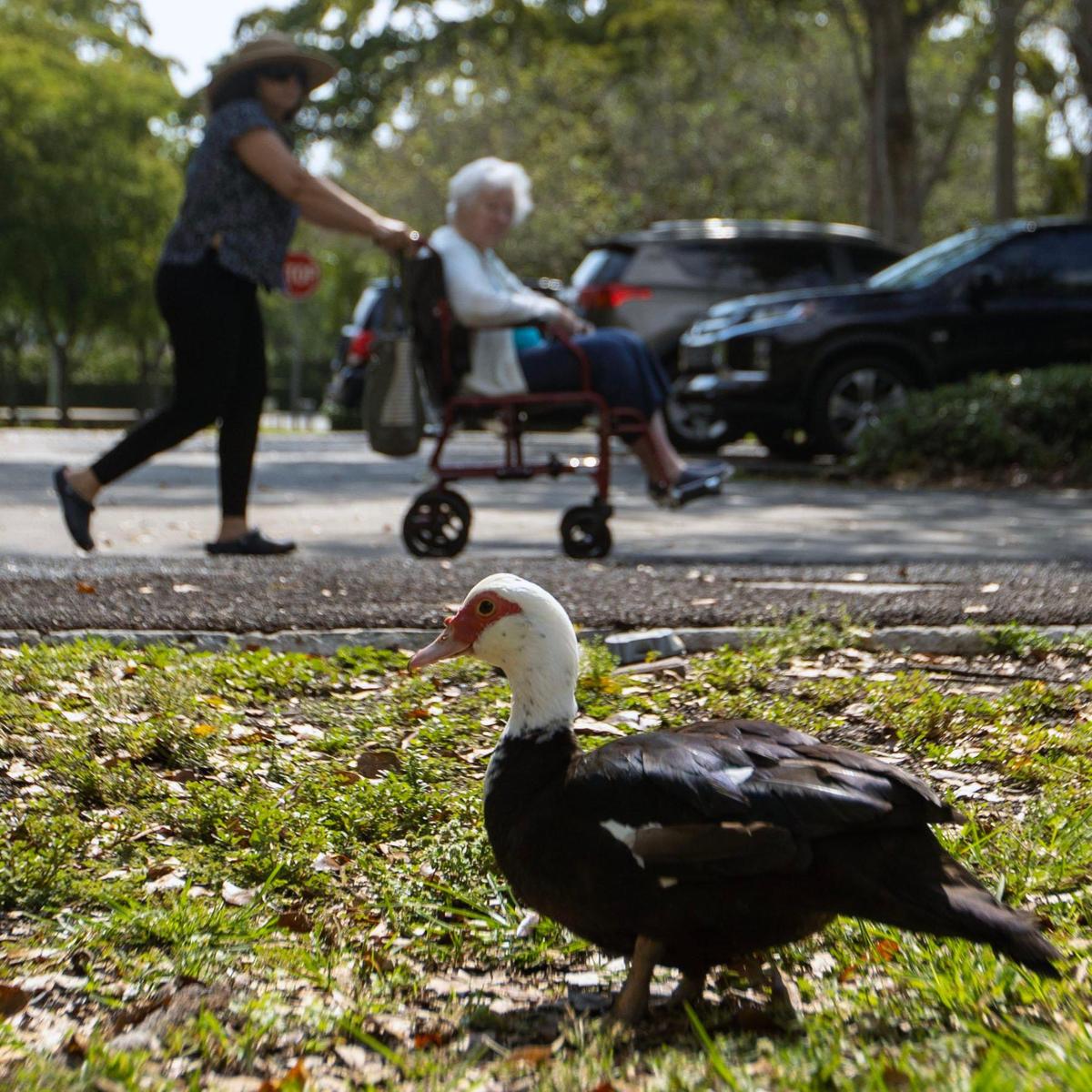 Personas pasan junto a un pato criollo en el Coral Reef Park en Palmetto Bay, Florida, el jueves 13 de abril de 2023.