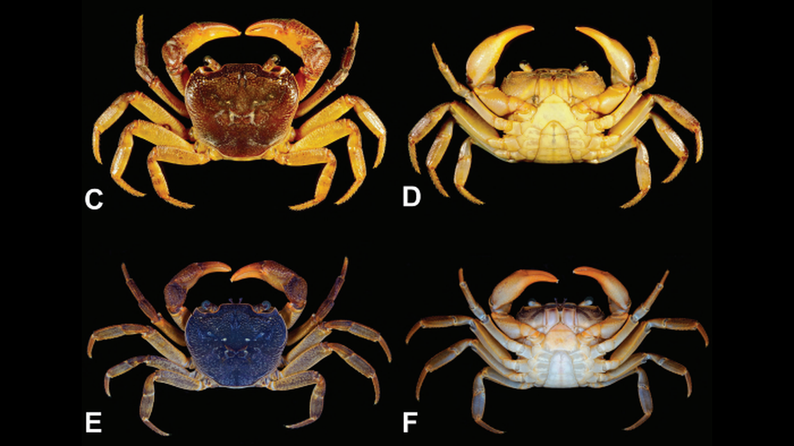 The crabs vary in color, ranging from dark red to orange to purple.