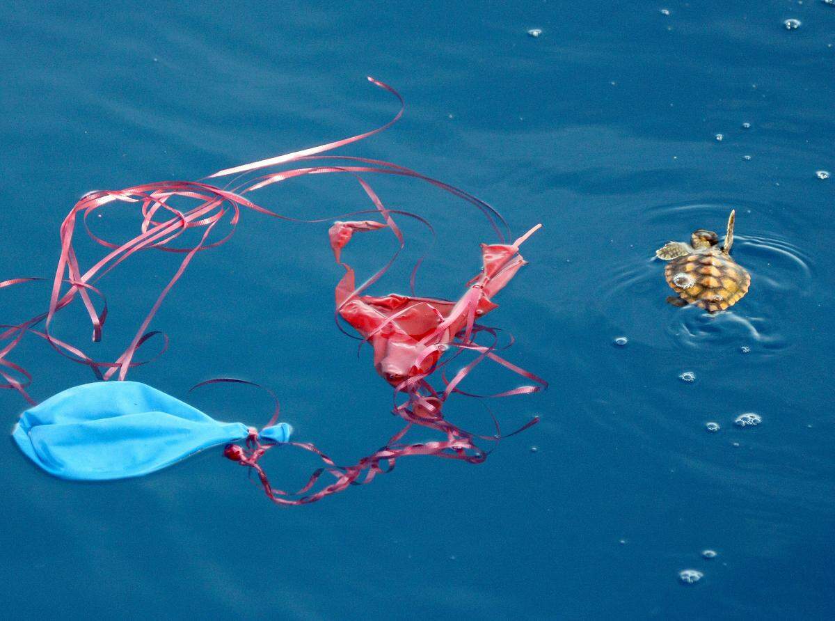 A sea turtle hatchling and discarded plastics. Very problematic. Very preventable.