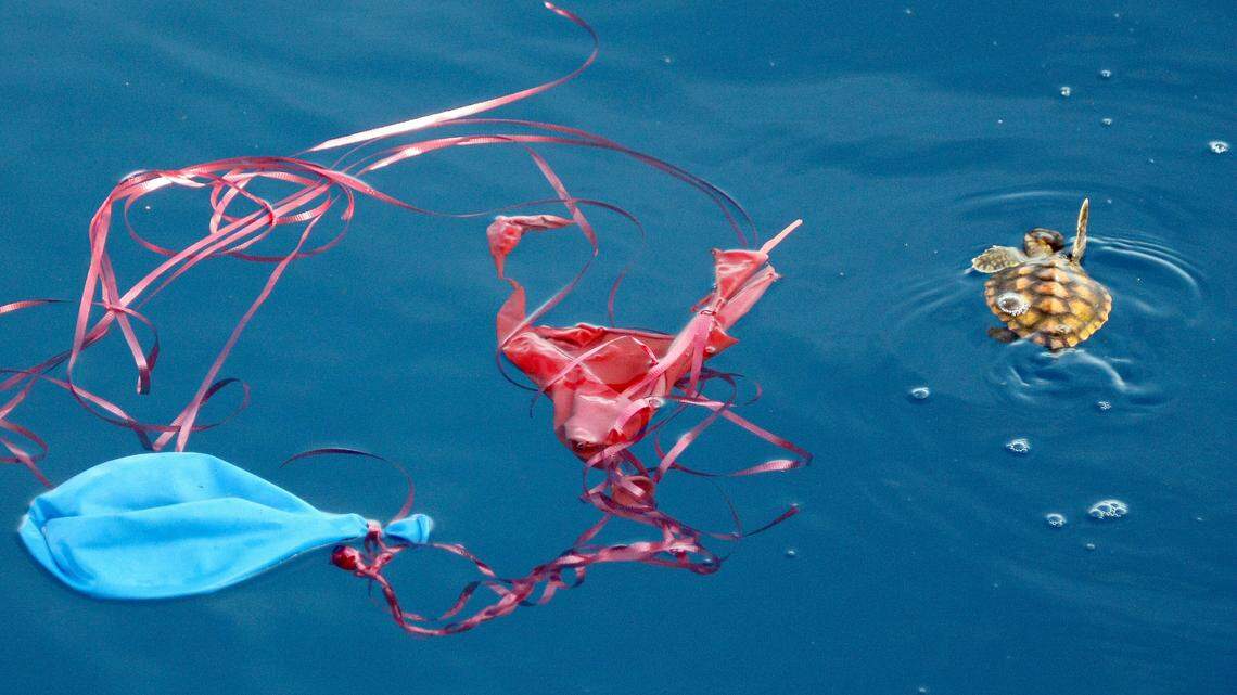 A sea turtle hatchling and discarded plastics. Very problematic. Very preventable.