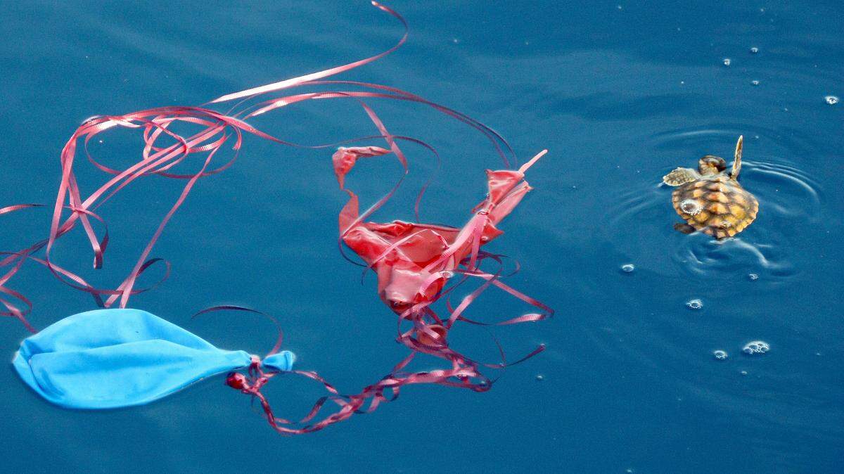 A sea turtle hatchling and discarded plastics. Very problematic. Very preventable.