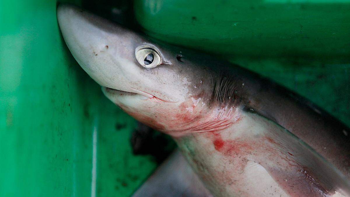 The hunter has become the hunted off the coast of New Zealand. A new study discovered leopard seals are eating sharks for the first time in recorded history (AP Photo/Stephan Savoia)