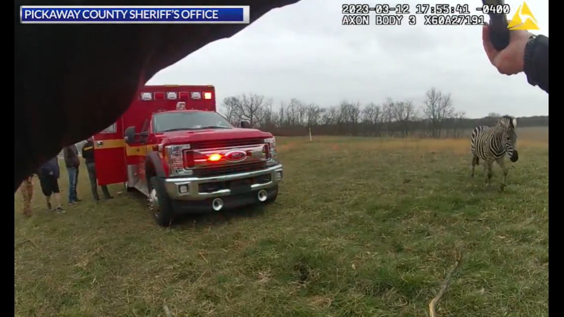 The zebra continued to act aggressively and approach deputies despite efforts to scare it away, officials said.