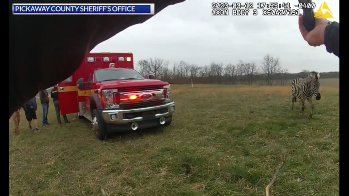 The zebra continued to act aggressively and approach deputies despite efforts to scare it away, officials said.
