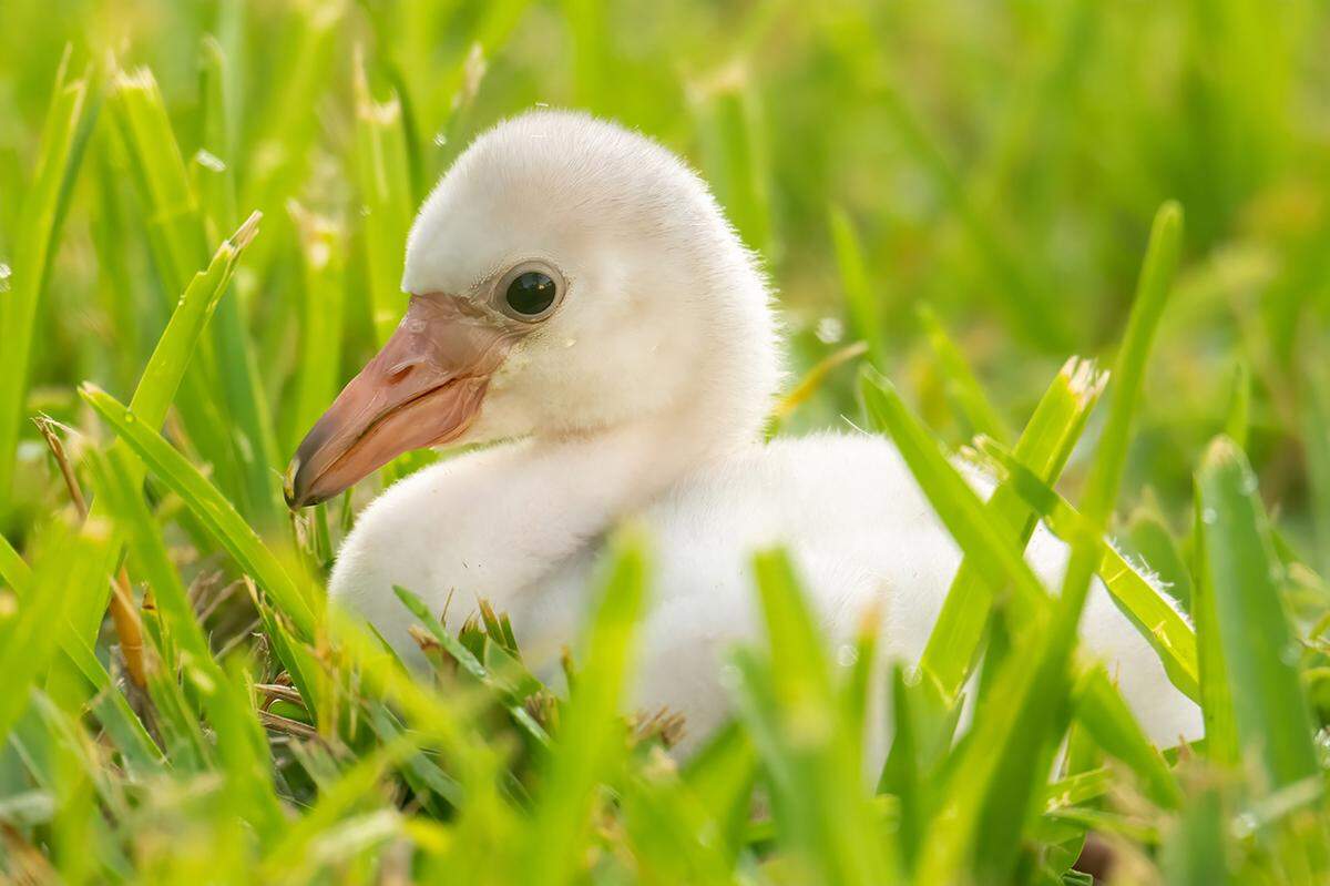 A Caribbean flamingo has hatched at Zoo Miami. Three other eggs are still incubating.