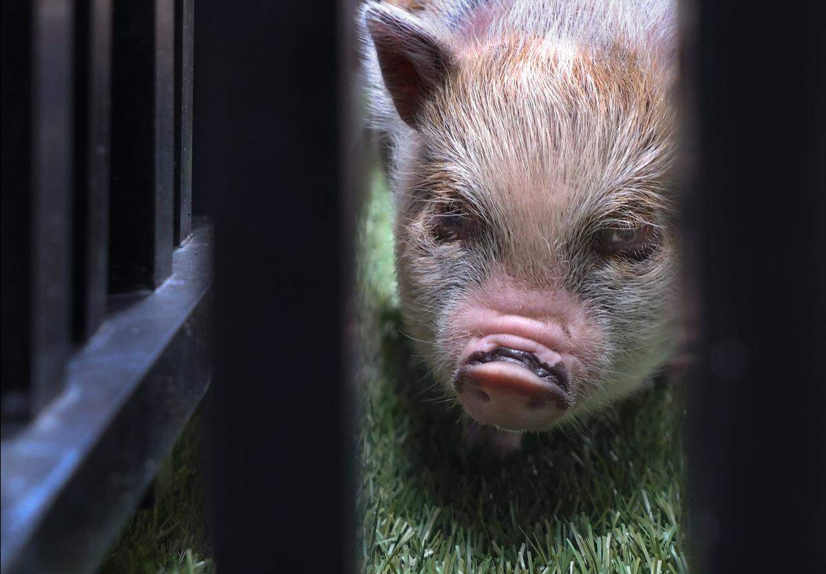 “Six Seven” in his pen before the pardon.