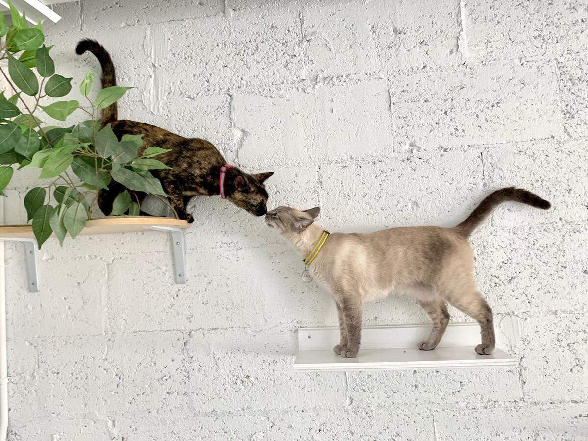 Maisy and Loki greet each other on the ledges at the Cat’s Meow Café.