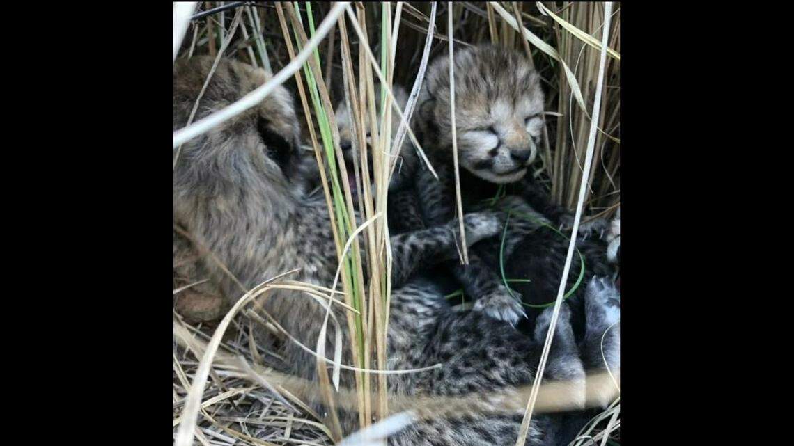 The cubs’ mother was relocated to India from Namibia in September, according to officials.