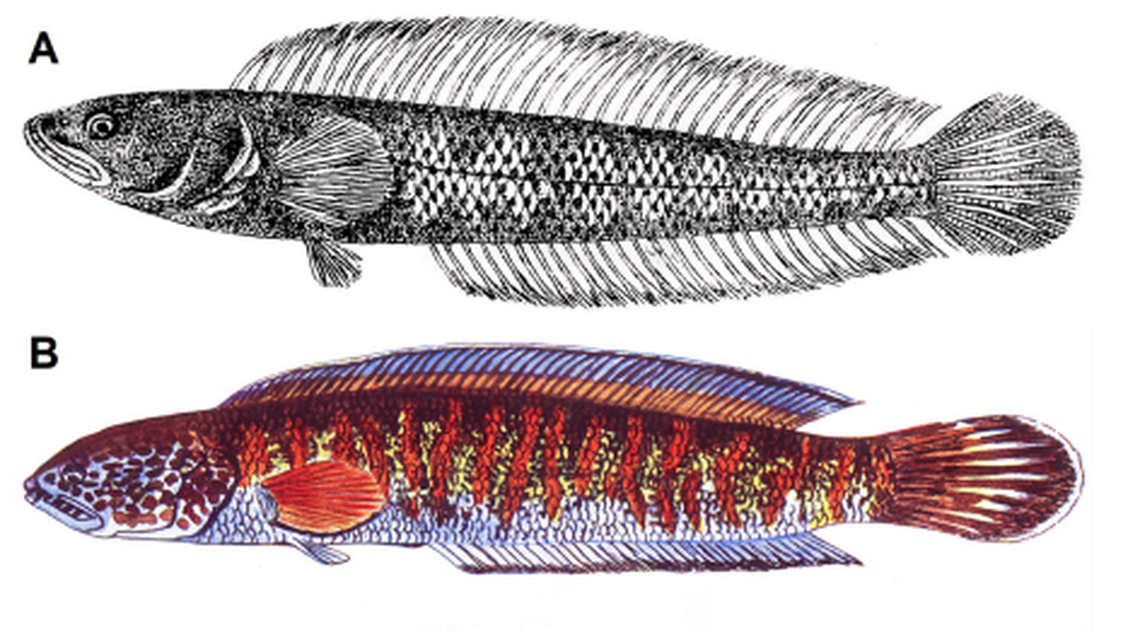 The fish was formally described and drawn in 1938, researchers said.