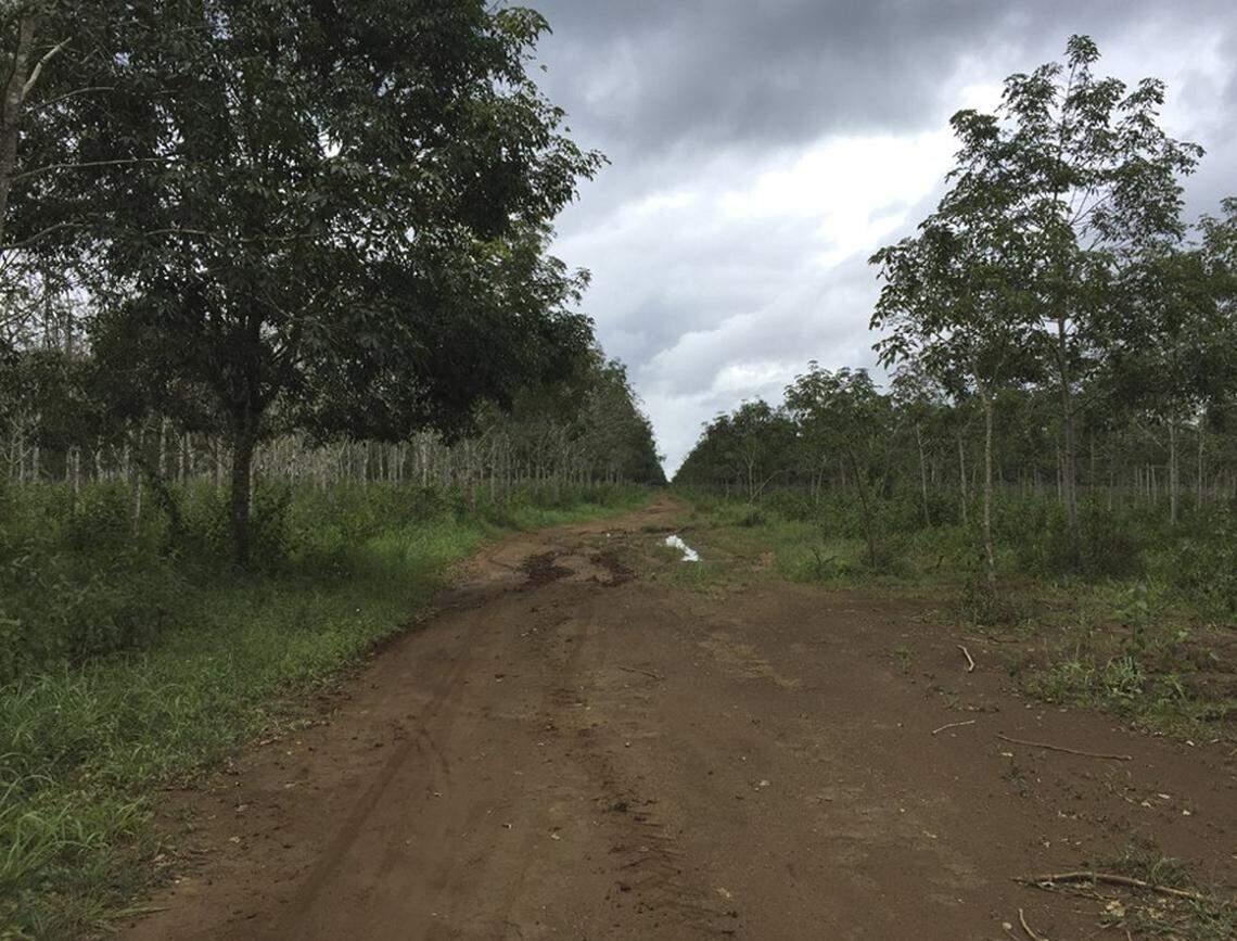 A male specimen was found slithering through a rubber plantation, researchers said.