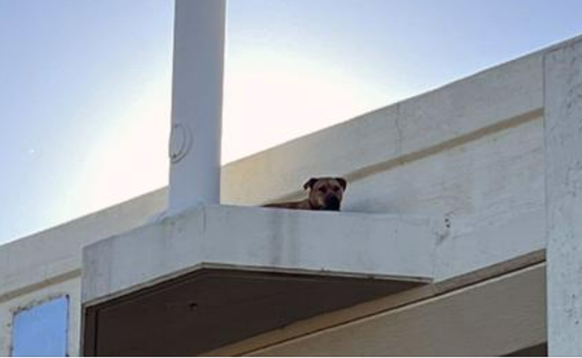 This dog was found trapped on the ledge of an Interstate 275 overpass in Tampa, Florida.